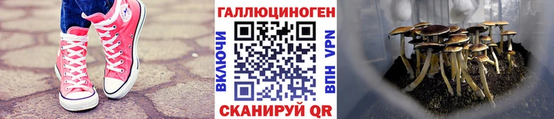 где найти наркотики Нелидово даркнет наркотические препараты Псилоцибиновые грибы Psilocybine cubensis